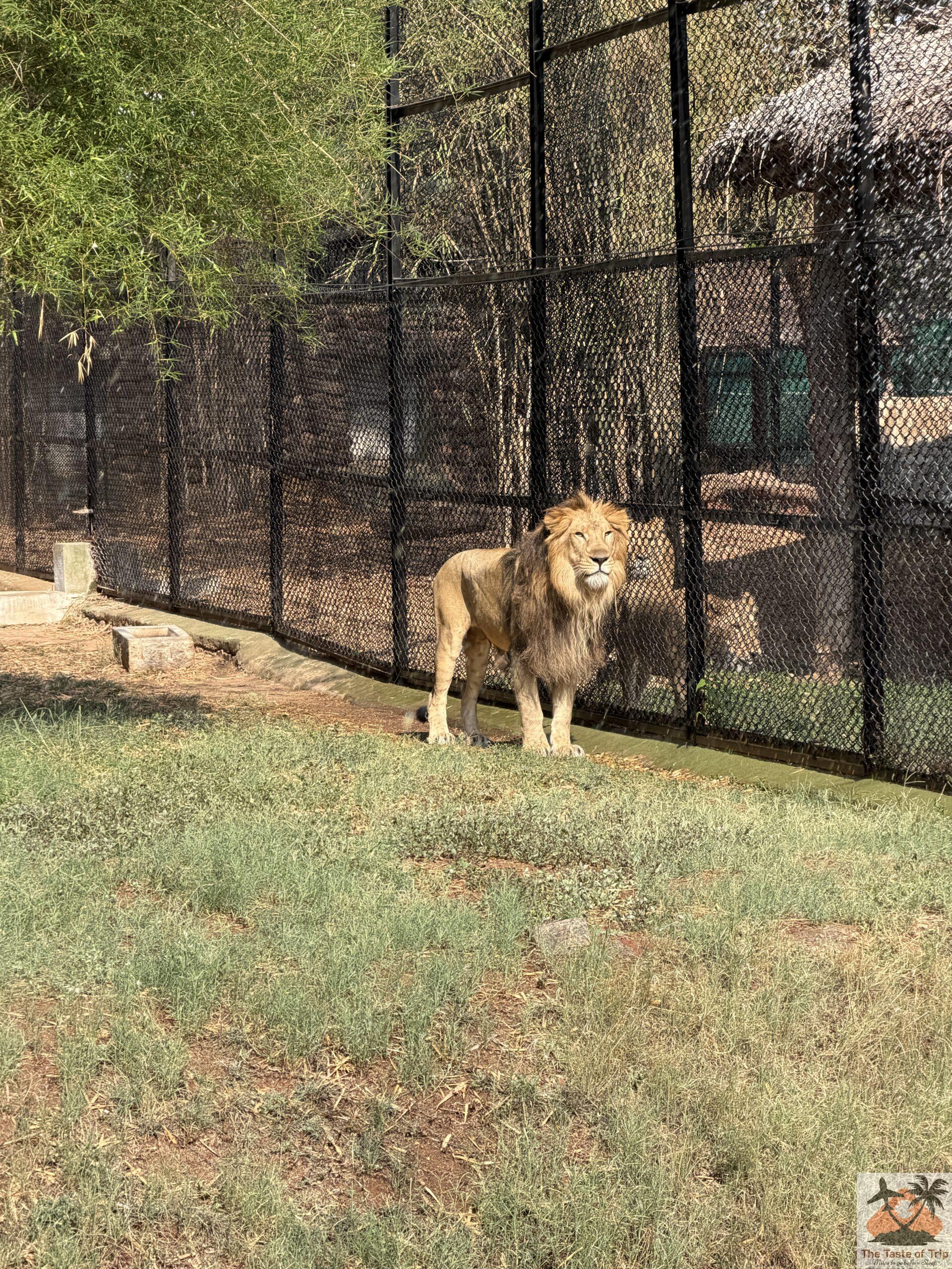 mysuru zoo
