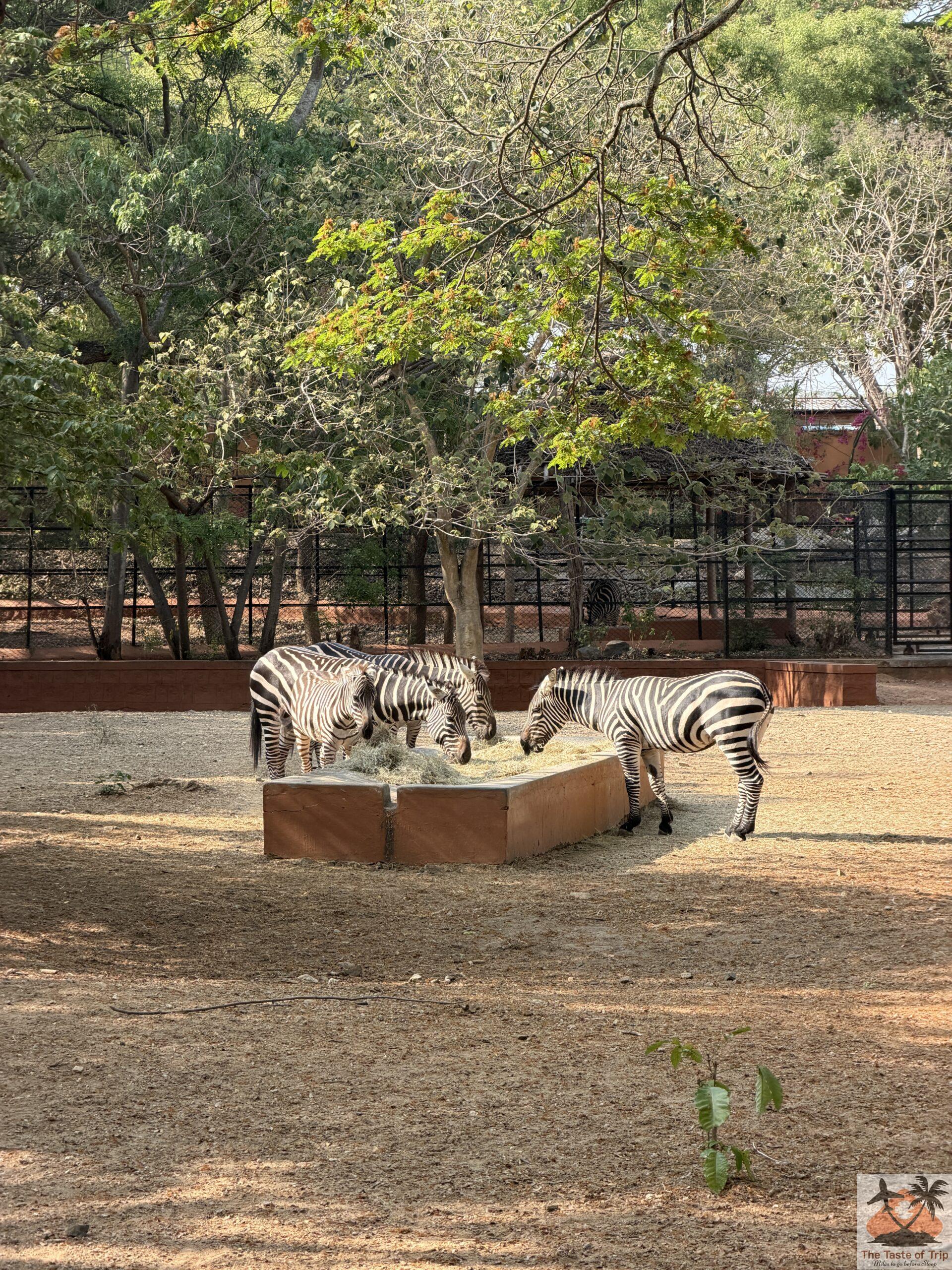 mysuru zoo