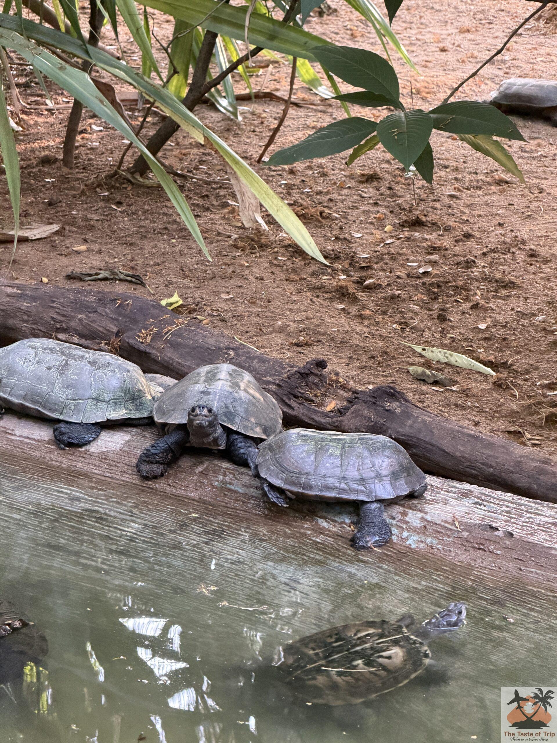 mysuru zoo