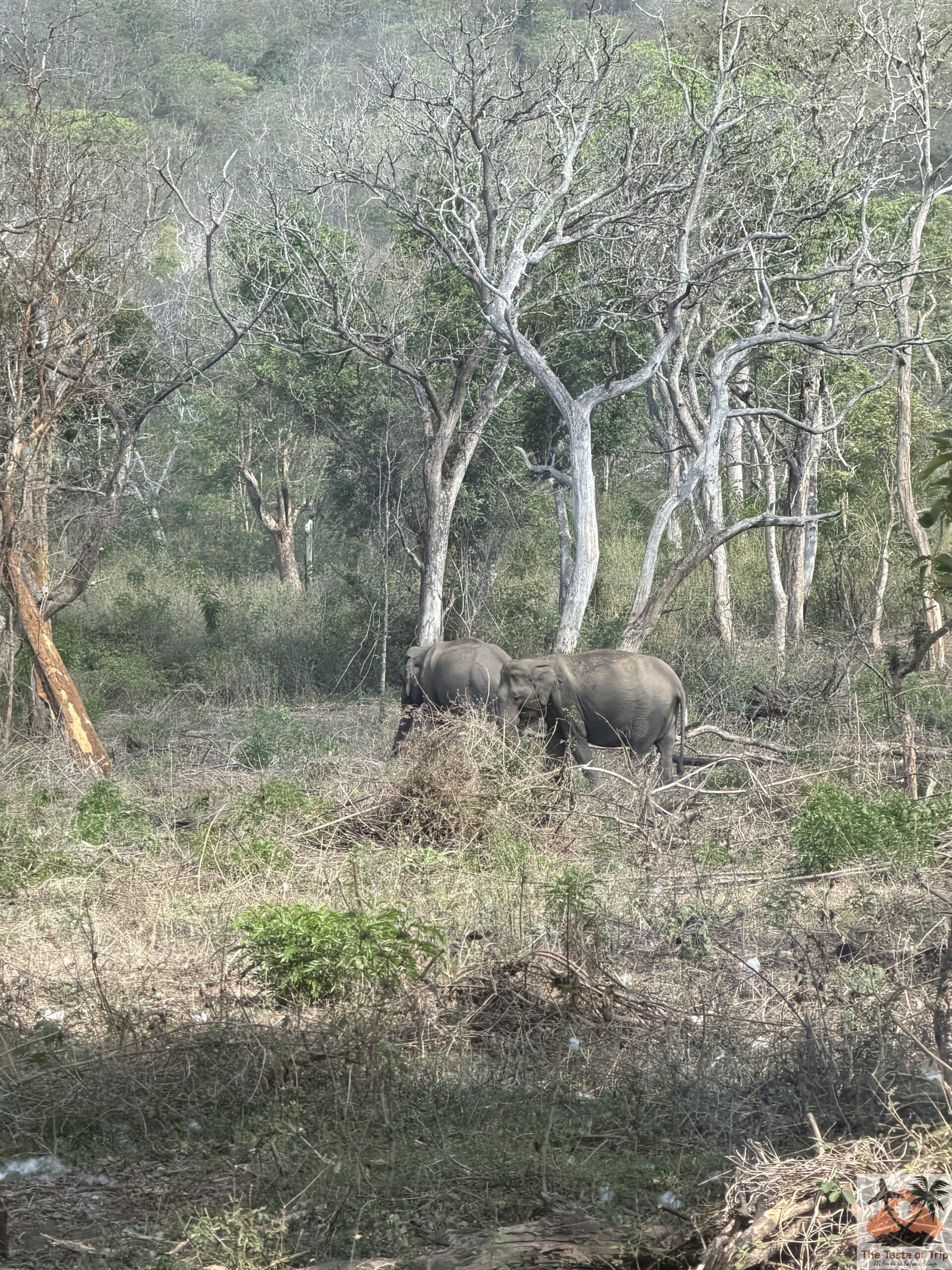mysuru zoo
