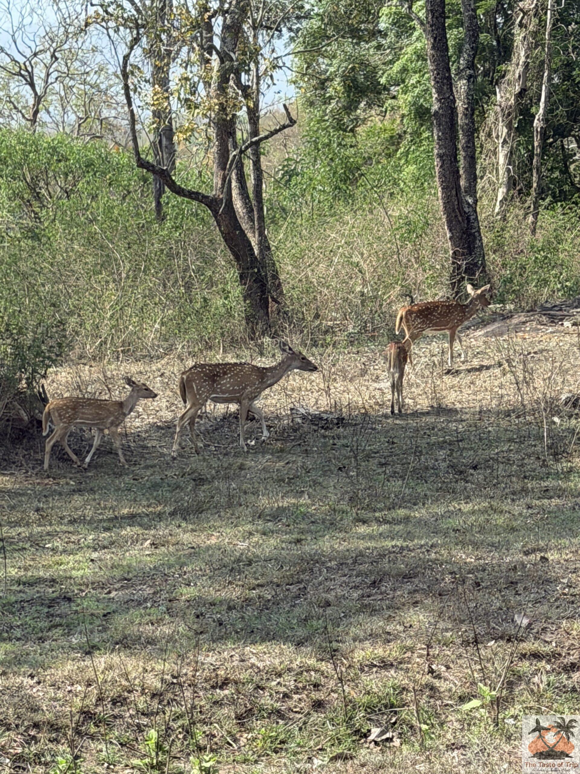 mysuru zoo