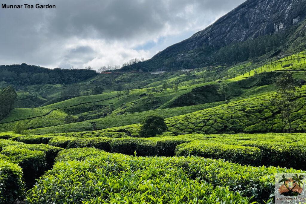 Tea Garden Munnar