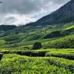 Tea Garden Munnar