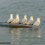 Bhigwan Bird Sanctuary