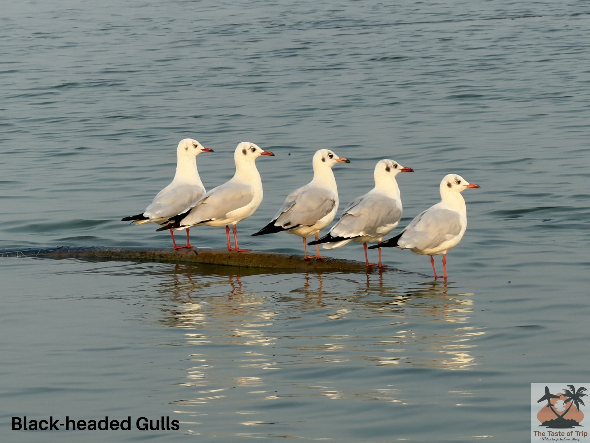 Bhigwan Bird Sanctuary – A Paradise for Bird Watching and Photography