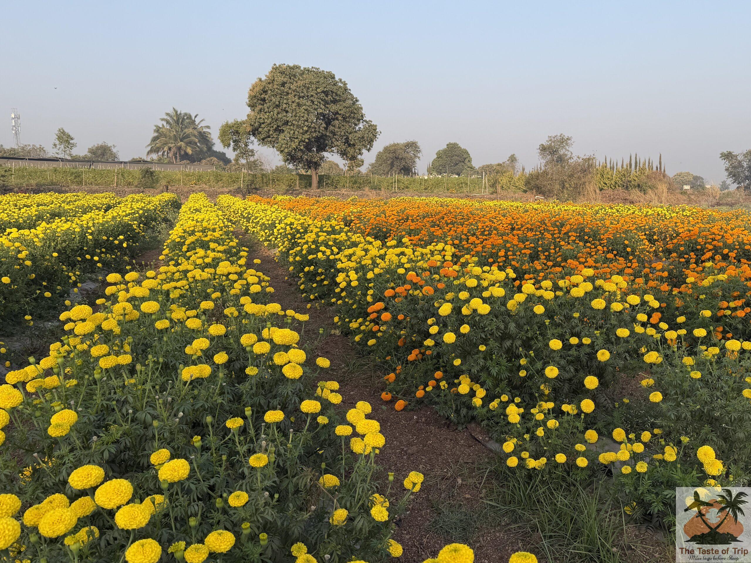 Mastani Lake Pune